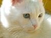 koty-do-adopcji-lipiec2012-10