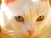 koty-do-adopcji-lipiec2012-11