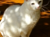koty-do-adopcji-lipiec2012-12