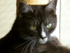 koty-do-adopcji-lipiec2012-1