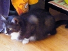 koty-do-adopcji-lipiec2012-18