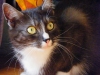 koty-do-adopcji-lipiec2012-19