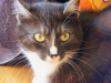 koty-do-adopcji-lipiec2012-20
