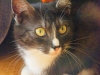 koty-do-adopcji-lipiec2012-21