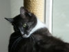 koty-do-adopcji-lipiec2012-22