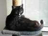 koty-do-adopcji-lipiec2012-23