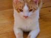 koty-do-adopcji-lipiec2012-15