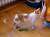 koty-do-adopcji-lipiec2012-2