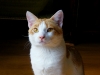 koty-do-adopcji-lipiec2012-3