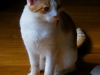 koty-do-adopcji-lipiec2012-4