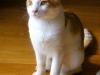 koty-do-adopcji-lipiec2012-5