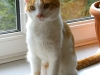 koty-do-adopcji-lipiec2012-6