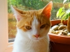 koty-do-adopcji-lipiec2012-7