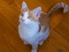 koty-do-adopcji-lipiec2012-8