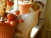 koty-do-adopcji-lipiec2012-9