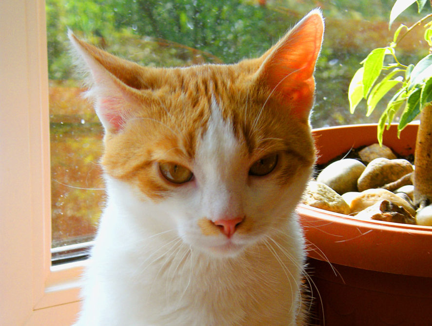 adopcja kota w warszawie - Słoneczko kot do adopcji