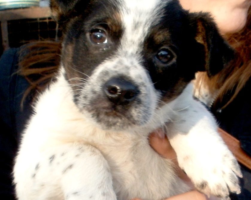 psy do adopcji fundacja canis