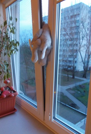 okno uchylne niebezpieczne dla kota