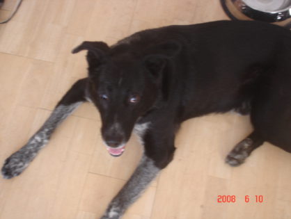 Piesek Diabeł adoptowany w 2008